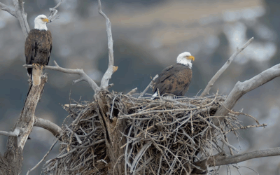 Where To Spot Eagles During Winter Migration