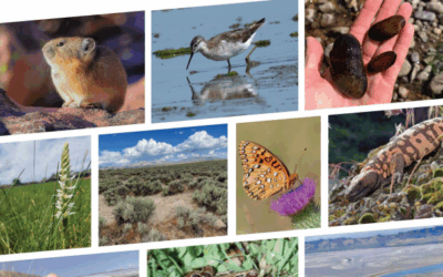 Fish And Wildlife Approves Plan To Prevent Endangered Species Listings