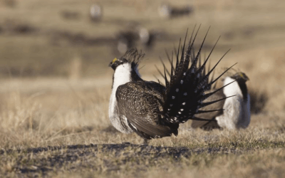 Plans Updated To Strike Balance On Greater Sage-Grouse Habitat Conservation And Public Lands Access