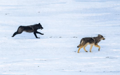 Wolves 2025 Year In Review And 2026 Outlook