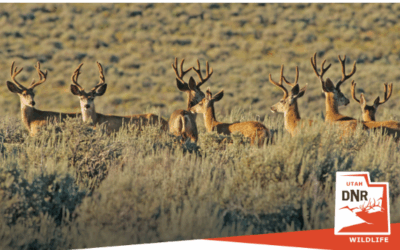 Discussions On Utah’s Deer Herds To Be Held In Roosevelt And Vernal