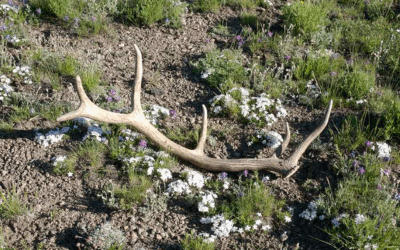 Get The 2026 Ethics Course Done Before Heading Out To Gather Shed Antlers