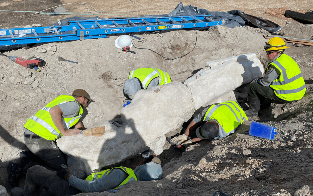 New Dinosaur Fossils Excavated At Dinosaur National Monument