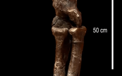 Could Bones From Morrison Formation Be Largest Stegosaur Ever Discovered?