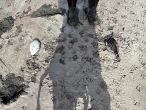 Officials Ask Public To Report Groups Of Dead Birds As Avian Flu Cases Rise 