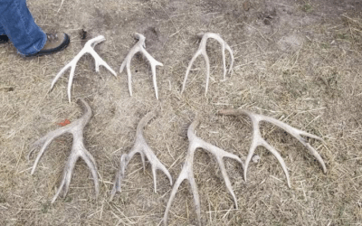 Utah DNR Reminds Shed Hunters To Complete Mandatory Ethics Course