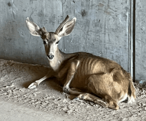 Chronic Wasting Disease Confirmed In New Areas Of Uintah County