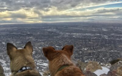 Why You Should Keep Your Dogs On Leash While On A Hike Or Trail Run 