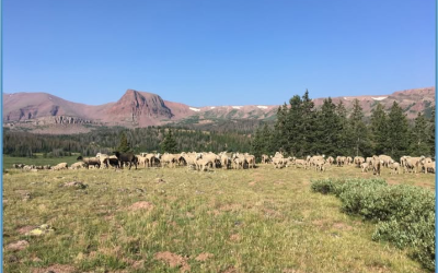 Domestic Sheep Grazing Continues In Uinta Mountains