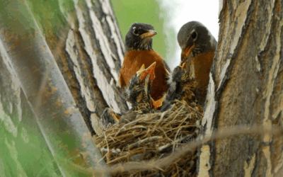 DWR: What To Do If You Find A Baby Bird on the Ground