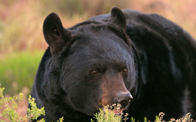 Be ‘Bear Aware’ As Drought Conditions Lead To More Bear Encounters