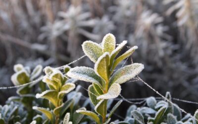 Potential For Widespread Freeze