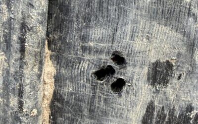 Vandalism Discovered On Kids Canal Piping