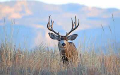 Public Feedback Invited On 2026 Big Game Hunting Permit Numbers