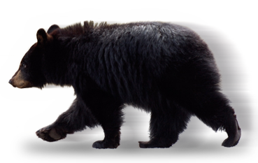 Bear Safety Message For Fort Duchesne And Surrounding Communities