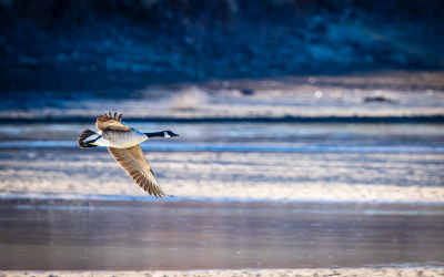 DWR: Northeastern Utah Bird Watching Locations 