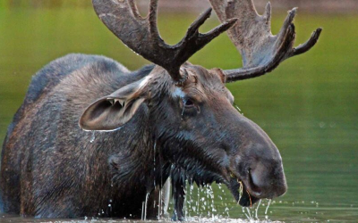 How To Avoid Conflicts With Moose This Summer
