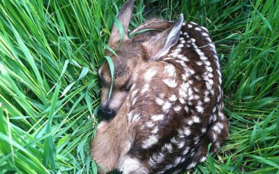Never Touch Or Take Home Baby Deer Or Elk