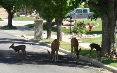 Keeping Deer Out Of The Garden And Yard During A Drought Year