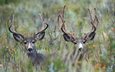 DWR Habitat Council Allocates Funding For Restoration Projects