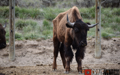 Herd Of Approximately 90 Bison Seized From Moffat County Ranch