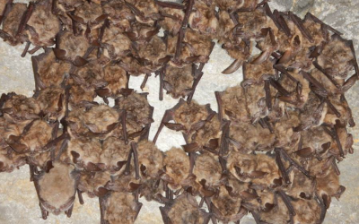 What You Need To Know If You’re Noticing Bats Around Your Home