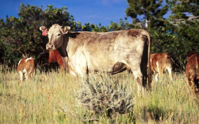 BLM Application Period For Grazing Allotments In Book Cliffs Closes This Month