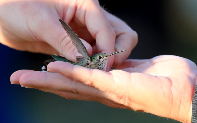 Hummingbird Banding Event This Month