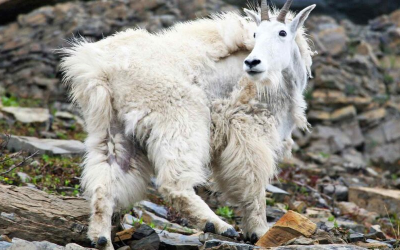Tips For Avoiding Mountain Goats While Hiking