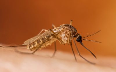 West Nile Virus Report For Northeastern Utah